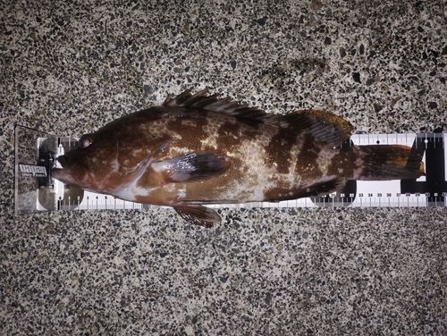 伊勢湾湾奥