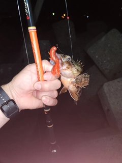 ガシラの釣果