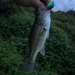 ラージマウスバス