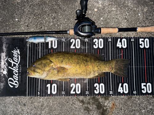 スモールマウスバスの釣果