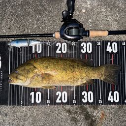 スモールマウスバス