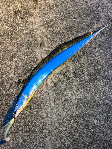 駿河湾