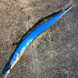 タチウオ