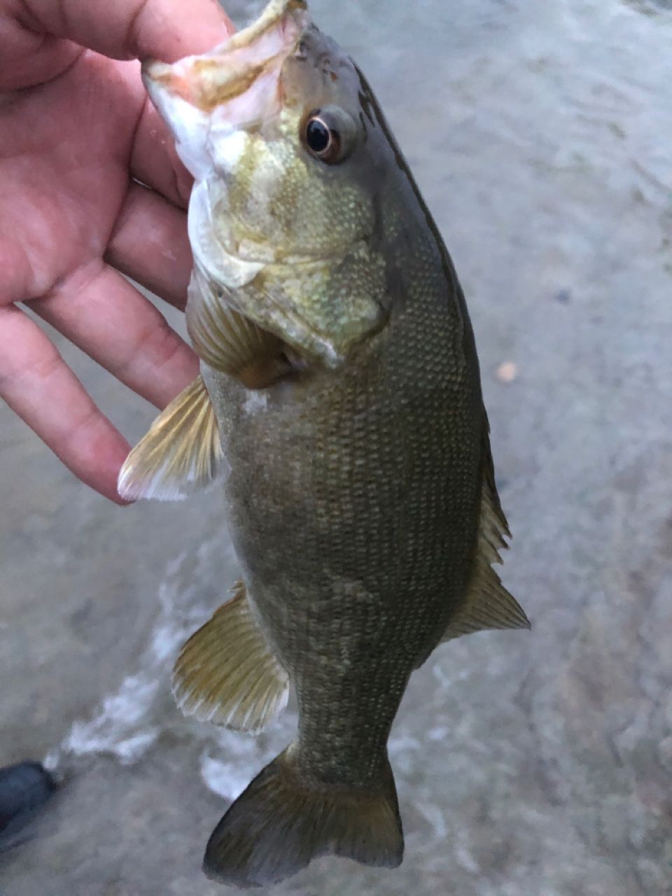 スモールマウスバス