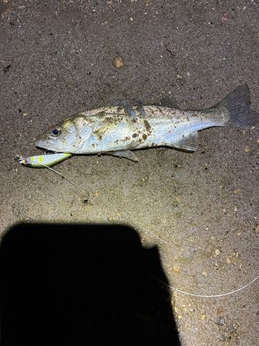 セイゴ（マルスズキ）の釣果