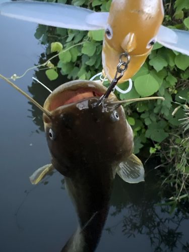 ナマズの釣果