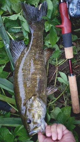 スモールマウスバスの釣果
