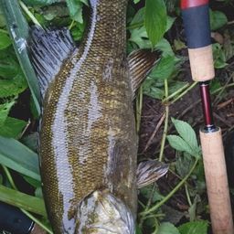 スモールマウスバス