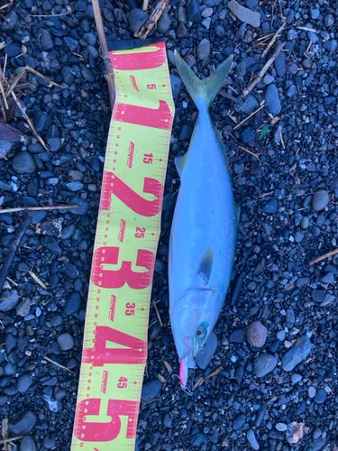 イナダの釣果