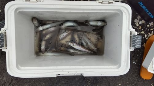 シロギスの釣果