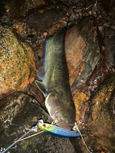 ナマズの釣果