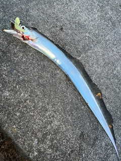 タチウオの釣果