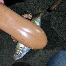 アジ