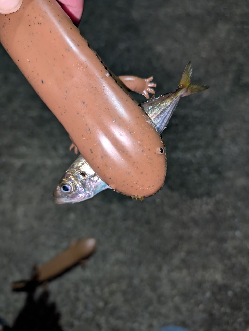 アジ