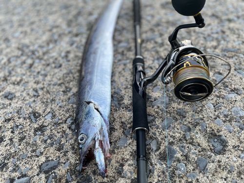 タチウオの釣果