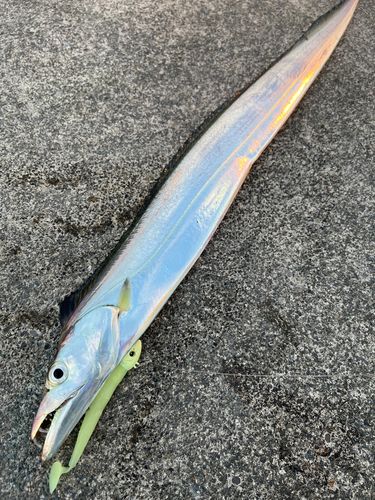 タチウオの釣果