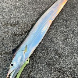 タチウオ