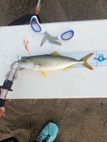 ワカシの釣果