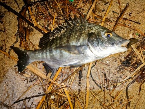 チヌの釣果