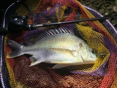 キビレの釣果