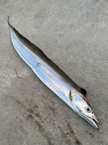 タチウオの釣果