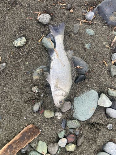 セイゴ（ヒラスズキ）の釣果