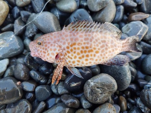 オオモンハタの釣果