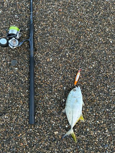 ヒラアジの釣果