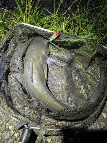 アメリカナマズの釣果
