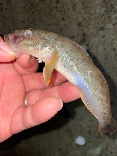 ハゼの釣果