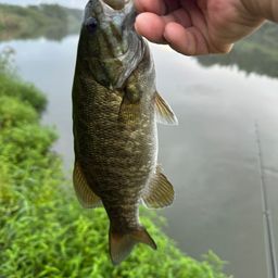 スモールマウスバス