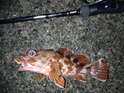 カサゴの釣果