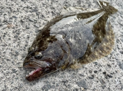ソゲの釣果