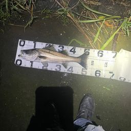 シーバス