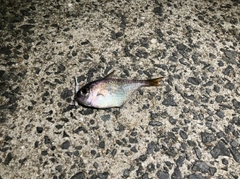 ミナミハタンポの釣果