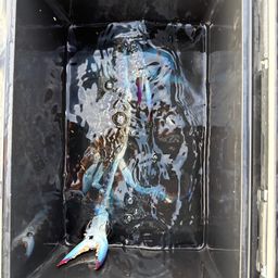 タイワンガザミ