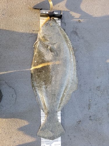 ヒラメの釣果