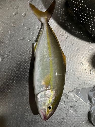 ショゴの釣果