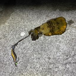 アオリイカ