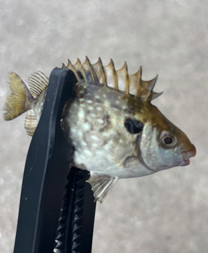 アイゴの釣果