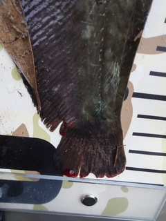 ナマズの釣果