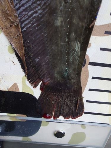 ナマズの釣果