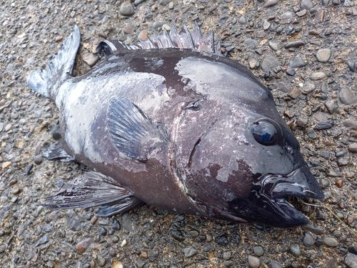 イシダイの釣果