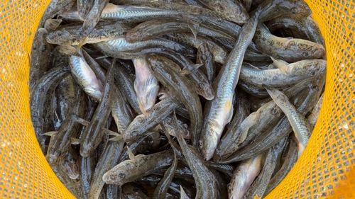 マハゼの釣果