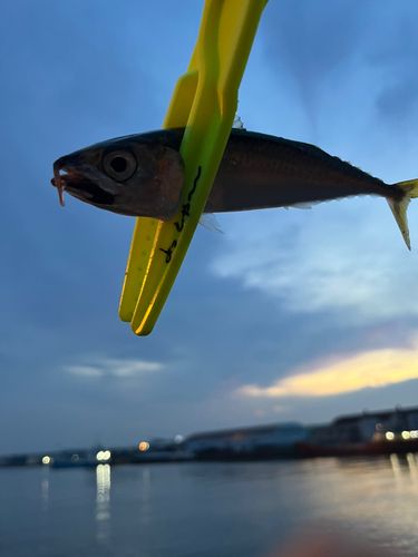 サバの釣果
