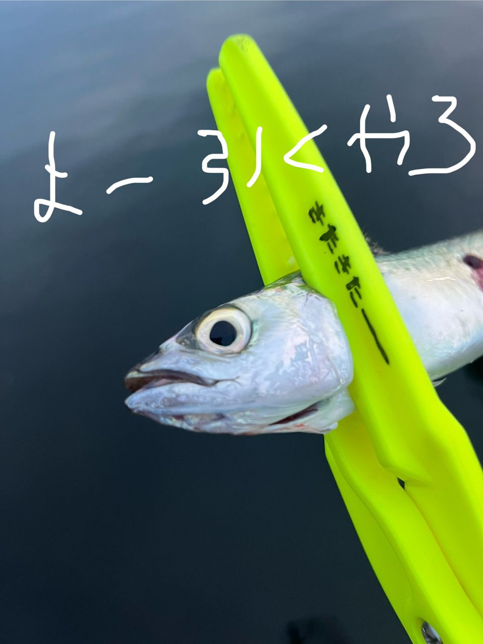 サバ