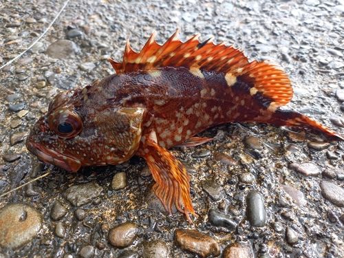 ガシラの釣果
