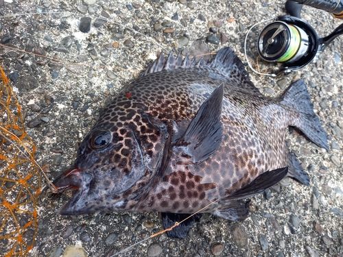 イシガキダイの釣果