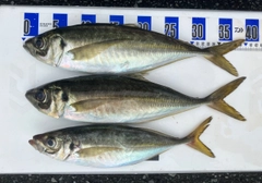アジの釣果