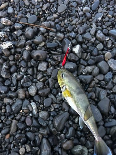 シロサバフグの釣果